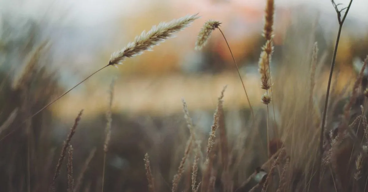 OxPOS — Aplikasi Point of Sale SaaS Multi-Tenant